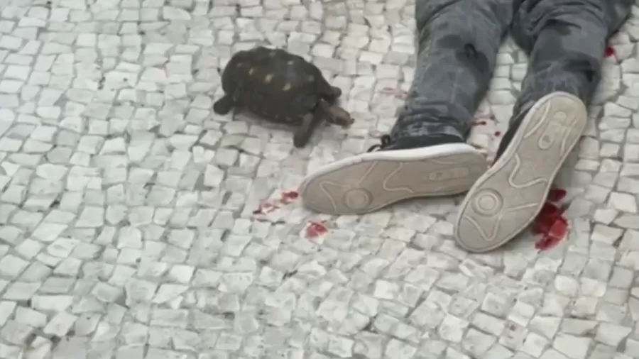 Animal de estimação da residência se aproximou de suspeito rendido enquanto aguardava socorro médico.(Foto: Divulgação/TV Bandeirantes)