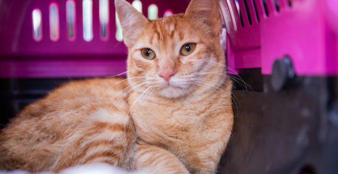 Vacinação contra a raiva é essencial para a segurança dos pets e da população; serviço é ofertado de forma permanente pela prefeitura de Ferraz. (Foto: Arquivo / Secom FV)