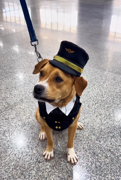 Charlie já se tornou a atração principal nos corredores do Aeroporto Internacional de Guarulhos (GRU Airport). (Foto: Divulgação/GRU Airport)
