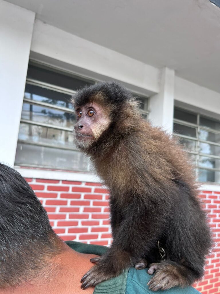 Equipes da Secretaria Municipal de Meio Ambiente deram suporte técnico à Polícia Civil durante a identificação e resgate do primata. (Foto: Divulgação/Prefeitura de Santa Isabel)