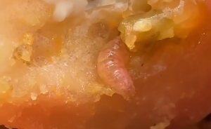 Turista denuncia larva em lanche do McDonald’s em São Paulo; vídeo viraliza