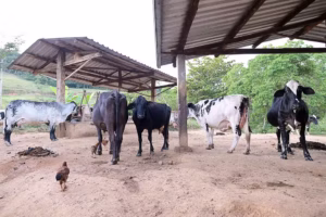 CHINA RECONHECE TODO O TERRITÓRIO BRASILEIRO COMO LIVRE DE FEBRE AFTOSA E SUSPENDE PROIBIÇÕES