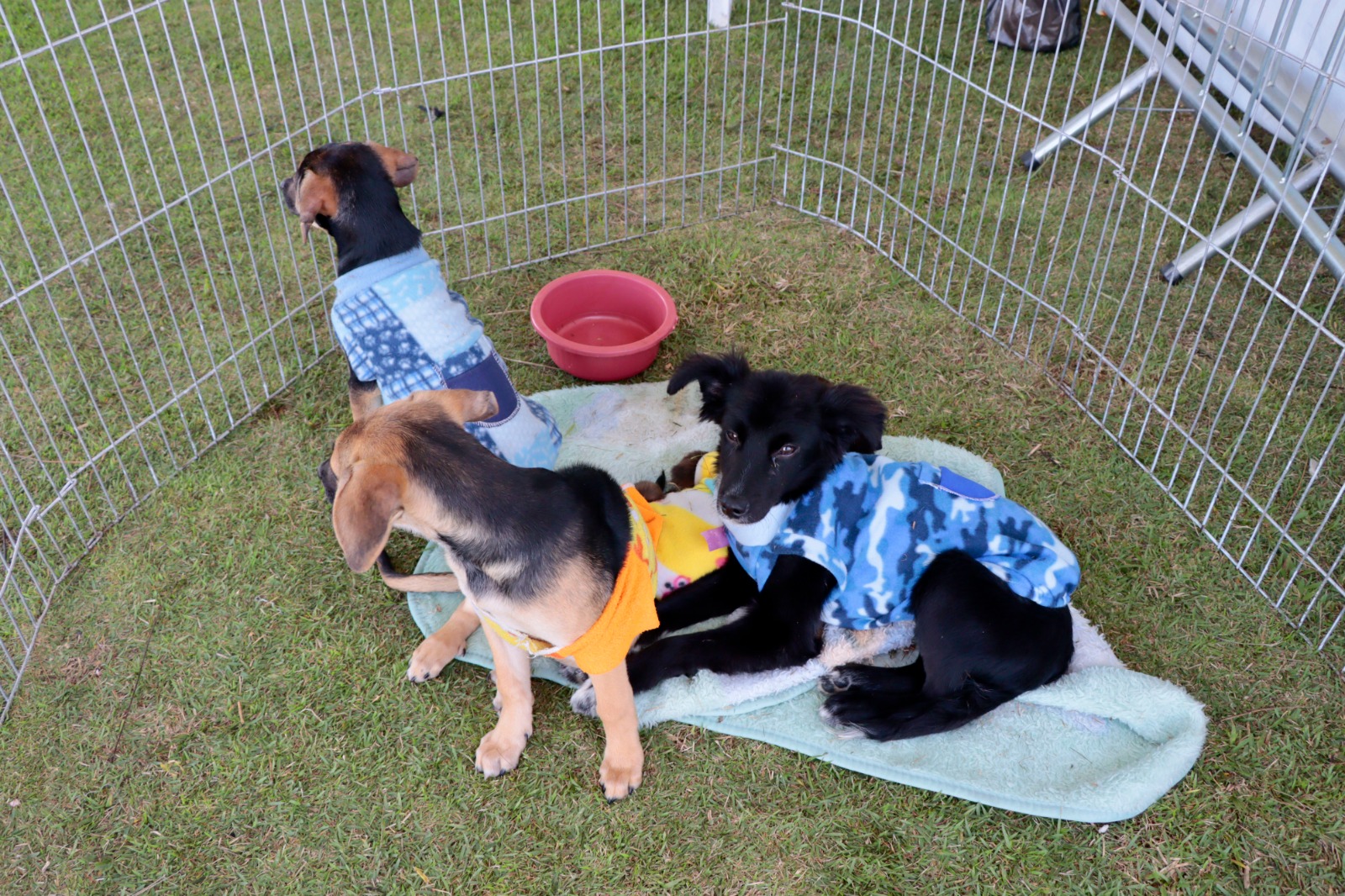 Prefeitura de Suzano lança Campanha do Agasalho Pet para proteger animais resgatados durante o inverno