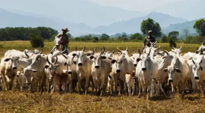 Estados Unidos acusam Brasil de trabalho escravo na pecuária, mas poupam carne bovina de nova tarifa